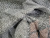 Угловой диван Траумберг левый угол (Серый)