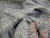 Угловой диван Ливерпуль правый угол (Серый)